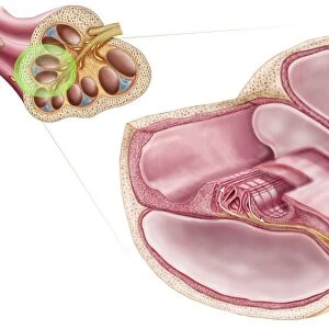 Medical illustration of endolymph in the membranous labyrinth of the inner ear