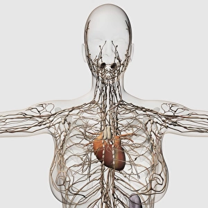 Medical illustration of female lymphatic system with heart