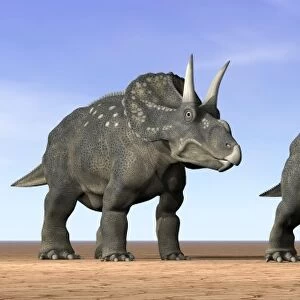 Three Nedoceratops standing in the desert