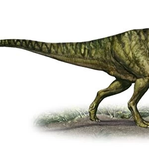 Neovenator salerii, a prehistoric era dinosaur