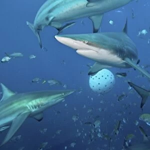 Oceanic blacktip sharks fighting for food near a bait ball filled with sardines