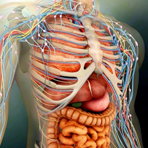 Perspective view of human body, whole organs and bones