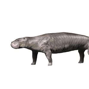 Pezosiren is a sirenian mammal from the Eocene epoch