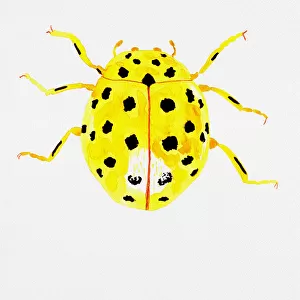 The 22-spot ladybird or Psyllobora vigintiduopunctata