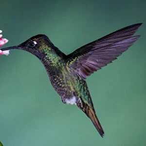 Costa Rican Hummingbird
