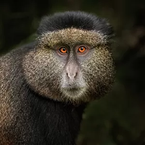 Golden Monkey in the Volcanoes National Park, Rwanda