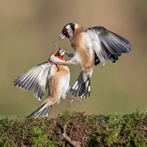 Goldfinches in Conflict