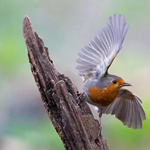 White Breasted Robin