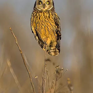 Short eared owl enjoys sunset