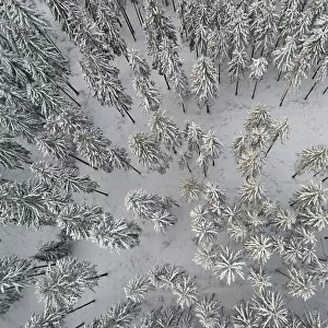 Snow Covered Trees 3
