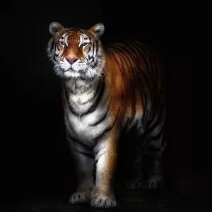 Tiger portrait II