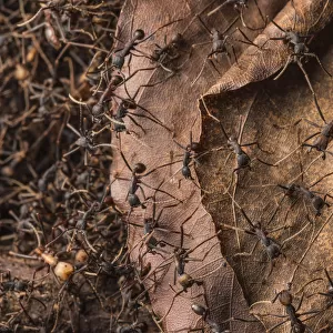 Army ants (Eciton sp. ) Costa Rica. February 2015