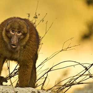 Arunachal macaque (Macaca munzala) Tawang, Arunachal Pradesh, India. Endangered species