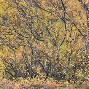 Autumnal tundra woodland of primarily Birch (Betula sp) and Willow (Salix sp), Myvatn