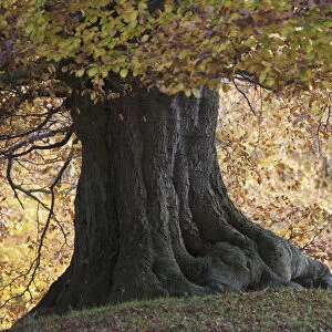 Base of an old European beech (Fagus sylvatica) tree, Klampenborg Dyrehaven, Denmark