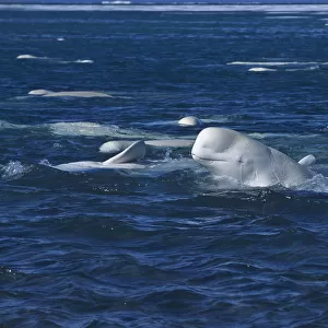 Beluga / White whale at sea surface {Delphinapterus leucas} arctic Canada