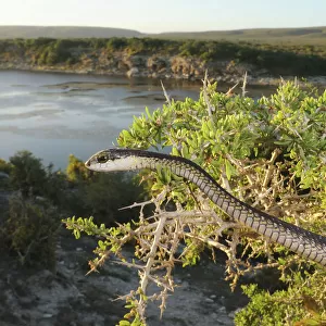 Boomslang (Dispholidus typus) Immature male hunting in thorn bush above deHoop Vlei