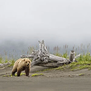 Brown bear (Ursus arctos) strolling along the beach in the rain, looking towards the camera
