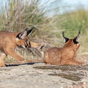 Two Caracal (Caracal caracal) cubs, aged 9 weeks, playing, Spain. Captive, occurs in Africa and Asia