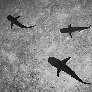 Caribbean reef sharks (Carcharhinus perezi) swimming near Eleuthera Island, Bahamas, North Atlantic Ocean