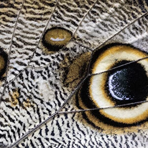 Close up of the spots pattern on wing of a Giant owl butterfly (Caligo sp) Mindo