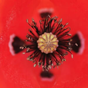 Close-up of Poppy flower stamens and stigma, La Serena, Extremadura, Spain, April 2009