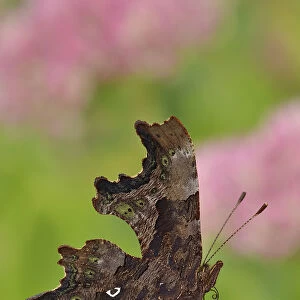 Comma butterfly (Polygonia c-album) feeding on flower of Ice plant (Sedum) in garden