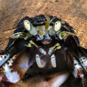Common hermit crab (Pagurus bernhardus), Loch Leven, Ballachulish, Scotland, UK, April