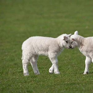 Domestic sheep, two lambs play head-butting in a field, Norfolk, UK, March