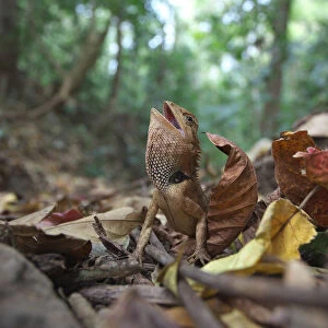 Emma Grays Forest Lizard (Calotes emma) in threat display, Xishuangbanna National