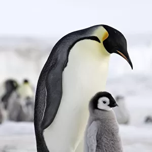 Emperor penguin (Aptenodytes forsteri), adult with chick, Snow Hill Island, Antarctic