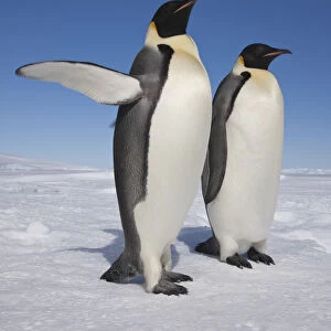 Emperor penguins (Aptenodytes forsteri) one with raised flipper, Snow Hill Island rookery