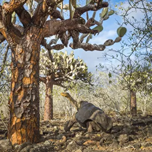 Espanola saddelback tortoise (Chelonoidis hoodensis) walking through Tree prickly pears