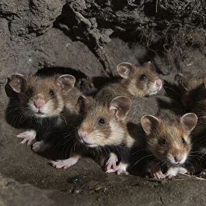 European hamster (Cricetus cricetus) female and juveniles in burrow, captive