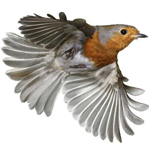 European robin (Erithacus rubecula) in flight, Surrey, England