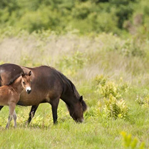 Exmoor pony and foal {Equus caballus}, released at Westhay (Somerset Wildlife Trust) Nature Reserve
