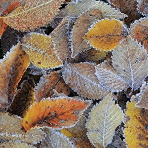 Field elm (Ulmus minor) leaf litter covered in frost in winter, Sierra de Grazalema Natural Park