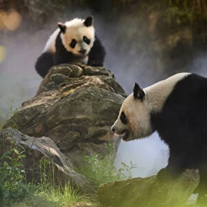 Giant panda (Ailuropoda melanoleuca) female Huan Huan and her cub out in their enclosure in mist
