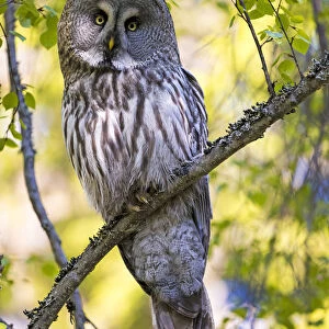 Great grey owl (Strix nebulosa) perched on branch, Finland. May