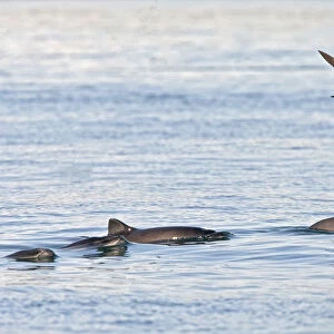 Harbour porpoises (Phocoena phocoena) - rare picture of small group Bay of Fundy