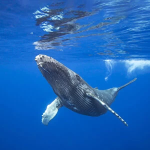 Humpback whale (Megaptera novaeangliae) calf near the surface, Hawaii