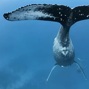 Humpback whale (Megaptera novaeangliae), fluke of female with male calf playing below, Vava'u, Tonga, Pacific Ocean