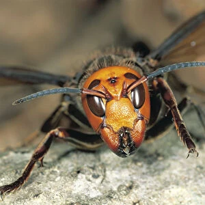 Japanese Giant Hornet {Vespa mandarinia japonica} Japan
