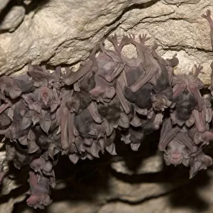 Mehelys Horseshoe Bat