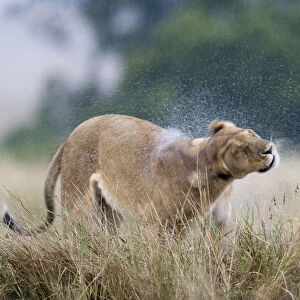 Lioness (Panthera leo) shaking water off after the rain, Masai-Mara Game Reserve, Kenya