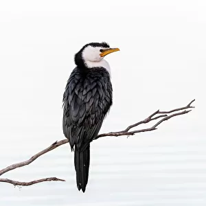 Little pied cormorant (Microcarbo melanoleucos) perched on branch protruding out of water. Eden NSW, Australia