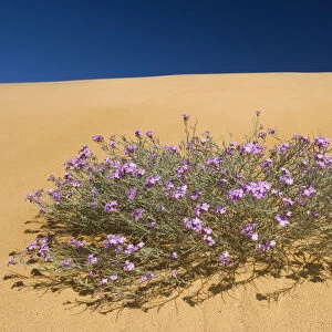 (Malcolmia littorea) in flower on sand dunes, Almograve, Alentejo, Natural Park of