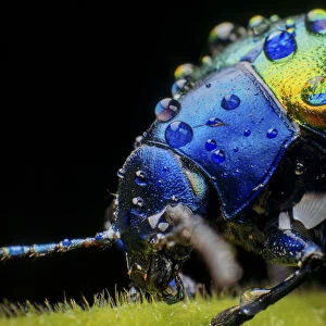 Metallic leaf beetle ( Eumolpinae) with rain droplets, in Aiuruoca, Minas Gerais, Brazil