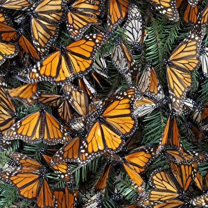 Monarch butterfly (Danaus plexippus) hibernating, Mariposa Monarca Special Biosphere Reserve