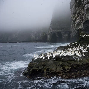 Northern gannets {Morus bassanus} on promontary, Noss Island, Bressay, Shetland Islands